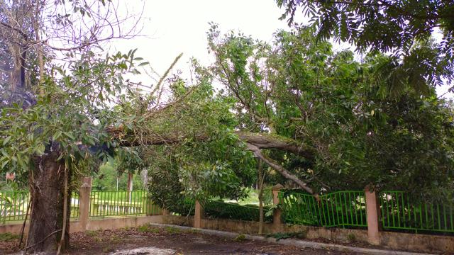 Pohon tua di Jalan Gerbang Sari Kelurahan Pematangreba Kecamatan Rengat Barat, Inhu tumbang, Selasa (28/7/2020). Akibatnya,  listrik sebagian wilayah padam.