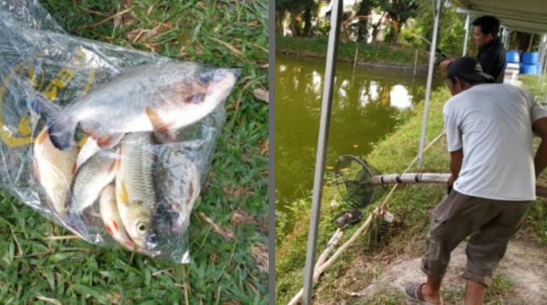 Pemancing banyak mendapatkan ikan babon di Kolam Pancing Angsana, Pekanbaru (foto/ist)