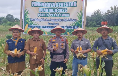 Panen raya jagung di Pelalawan.(foto: andi/halloriau.com)