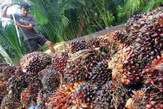 Ilustrasi harga TBS Sawit mitra plasma di Riau (foto/int)