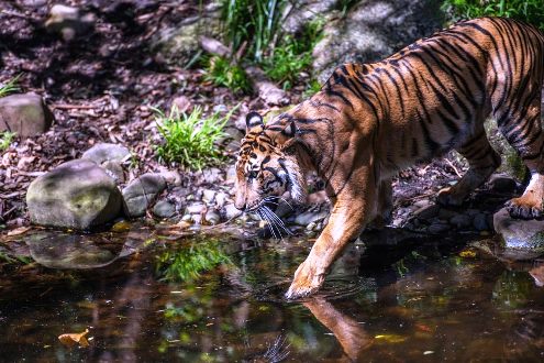 Serangan harimau sumatera di Sungai Apit Siak.(ilustrasi/int)