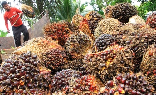 Prices for fresh fruit bunches of Riau Province Plasma Partnership.(photo: int)