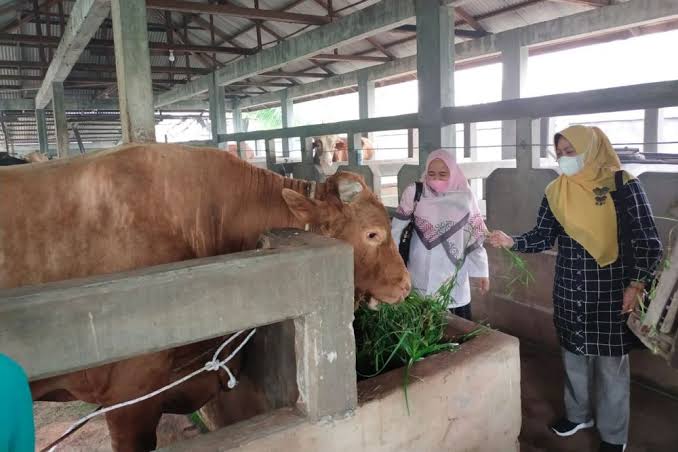 Pemprov Riau siapkan vaksin ternak cegah PMK di 2025 (foto/MCRiau)