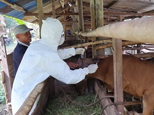 DKPP Dumai menyuntikkan vaksin PMK ke sapi untuk mencegah penularan virus PMK (foto/bam)