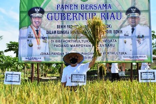 Gubernur Riau Syamsuar