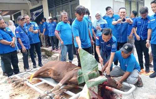 DPC Demokrat Pekanbaru kurbankan 85 ekor sapi dan empat ekor kambing di Iduladha (foto/Mimi)