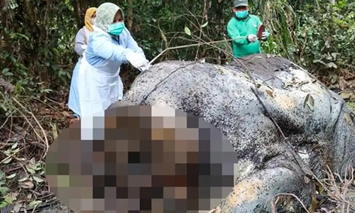 Perburuan gading gajah libatkan jaringan terorganisir dan orang kuat (foto/int)