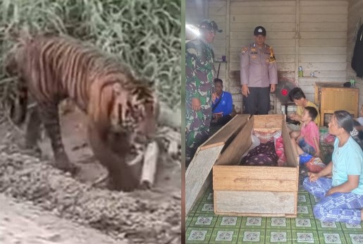 Seorang pekerja di perkebunan kelapa sawit di Kampung Penyengat, Siak diduga diterkam harimau (foto/ist) 