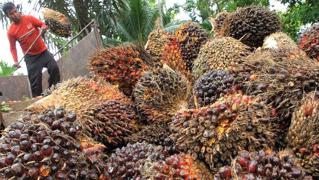 Ilustrasi harga TBS sawit naik di Riau (foto/int)