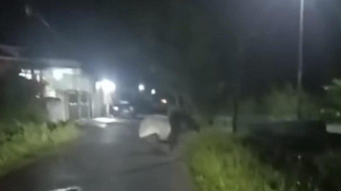 Penampakan tapir langka berkeliaran di Rumbai, Kota Pekanbaru (foto/int)