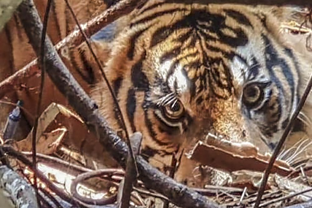 BBKSDA Riau turunkan tim gabungan cek laporan warga soal harimau muncul di kebun sawit Kampar (foto/int)