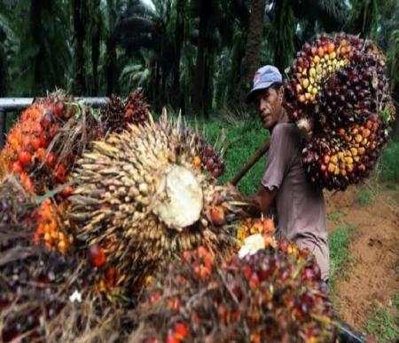 Ilustrasi harga TBS kelapa sawit mitra plasma di Provinsi Riau alami turun (foto/int)