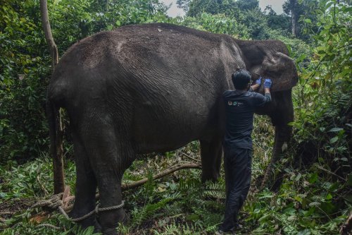 Gajah betina berumur 60 tahun ini pilih jalani hidup sebagai petualang rimba mandiri di hutan Riau (foto/ist)