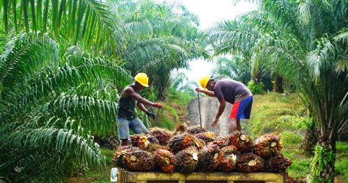 The Price of Fresh Plasma Palm Fruit Bunches in Riau.(photo: int)