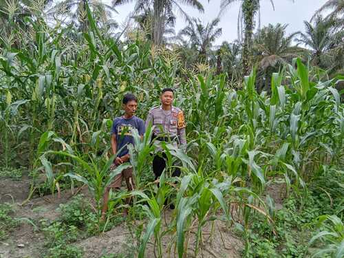 Bhabinkamtibmas Bagan Nibung melakukan pengecekan rutin tanaman jagung manis milik warga. (Foto: Afrizal)