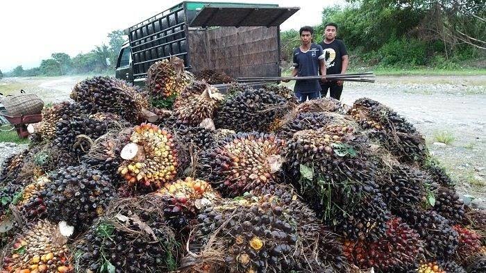 The cost of a kilogram of fresh fruit from plasma palm in Riau is IDR 3,208 (photo/int)