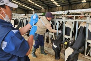 Kasus virus PMK merebak di lima kabupaten di Riau (foto/int)