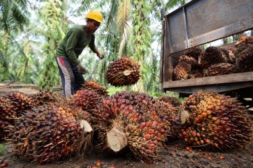 Ilustrasi harga TBS Mitra Swadaya Riau periode 12–18 Agustus turun (foto/int)