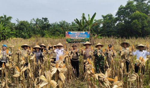 Polsek Rimba Melintang menggelar panen raya jagung kuartal III (foto/afrizal)