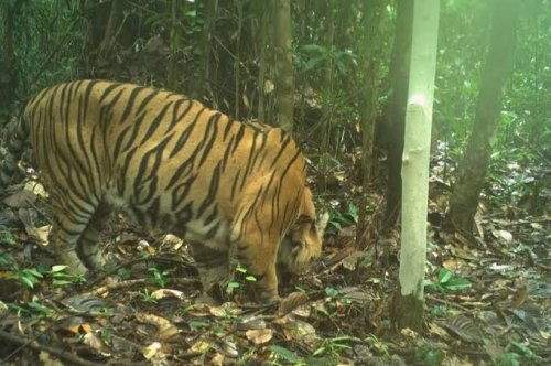 Harimau Sumatera.(ilustrasi/int)