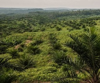 ilustrasi: kebun sawit di kawasan hutan.