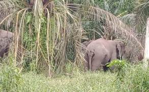 Gajah liar di Pelalawan merusak pondok dan kebun sawit (foto/ist)