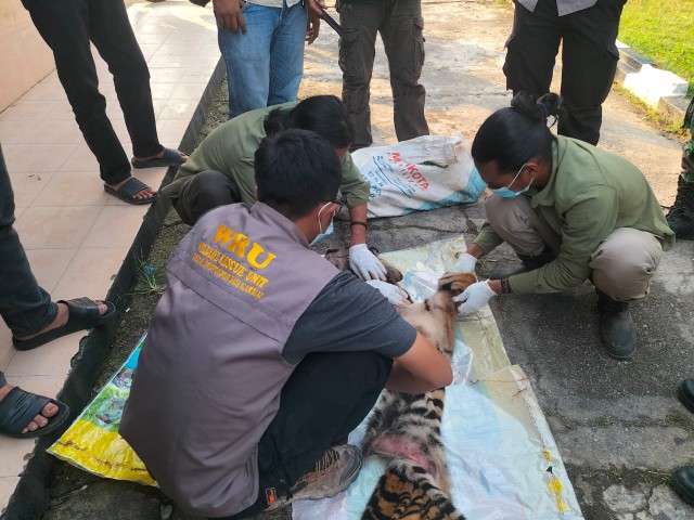 Petugas tangkap pembantai harimau di Rohul (foto/ist)