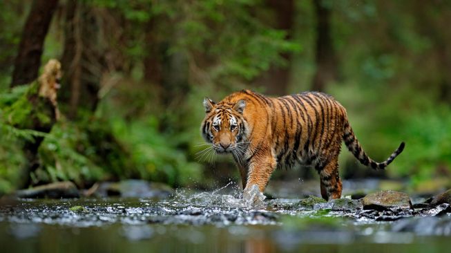 Tiger is said to have attacked a logging worker, of Rawa Mekar Jaya, Siak.(photo: int)