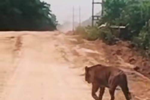 Harimau Sumatera terekam kamera di Siak.(foto: mcr)