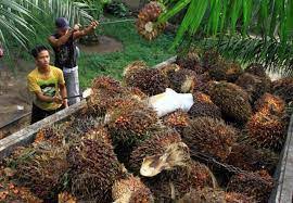 Ilustrasi harga sawit di Riau alami kenaikan (foto/int)