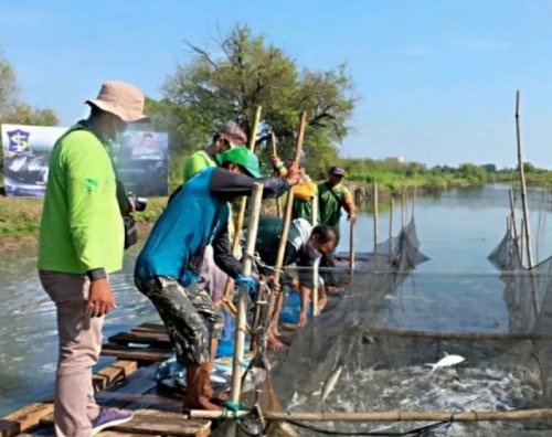 Petani memanen ikan bandeng di tambak kawasan mangrove Wonorejo, Surabaya, Jawa Timur, beberapa waktu lalu. Budidaya perikanan dengan metode silvofishery yang mengintegrasikan tambak dan mangrove tersebut dikembangkan untuk menjaga ekosistem pesisir sekaligus meningkatkan produktivitas hasil perikanan. ANTARA/HO-Diskominfotik Surabaya/am.