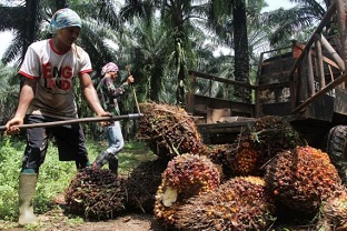 Ilustrasi harga kelapa sawit di Riau naik pekan ini. (foto/int)