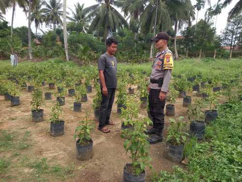 Polsek Simpang Kanan pantau pekarangan cabai dan terong ungu warga. (Foto: Afrizal)