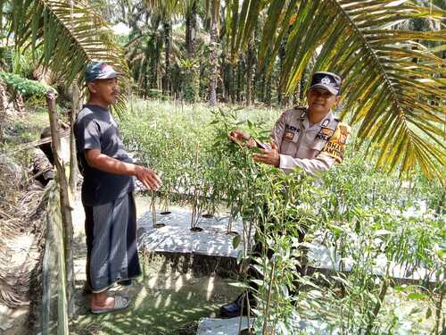 Personil Polsek Simpang Kanan melakukan pengecekan program Pekarangan Bergizi di Kepenghuluan Bagan Nibung. (Foto: Afrizal)