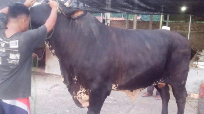 Sapi kurban milik anggota DPRD Pekanbaru yang terberat se-Sumatea, kalahkan sali Jokowi.(foto: tribunpekanbaru.com)