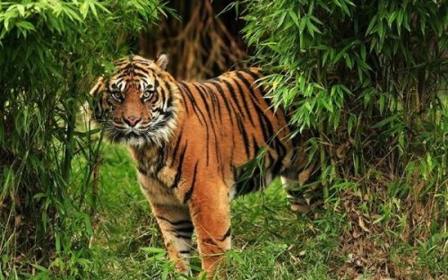 Harimau Sumatera.(ilustrasi/int)