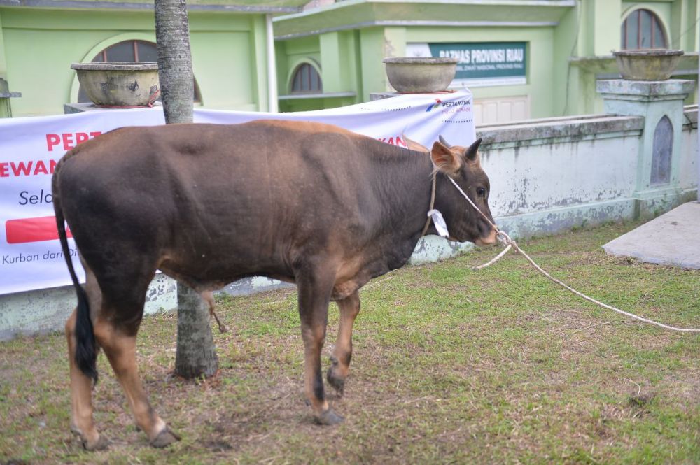 Sapi kurban dari Jokowi untuk masyarakat Riau.(foto: mcr)