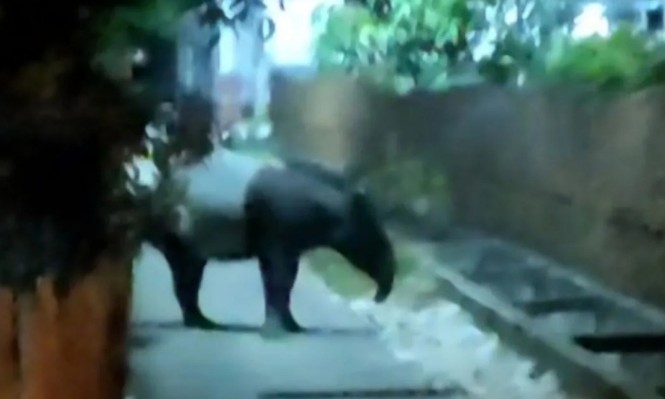 Tapir yang merupakan satwa liar dilindungi ini pertama kali terdeteksi di Kelurahan Bukit Timah (foto/Antara)