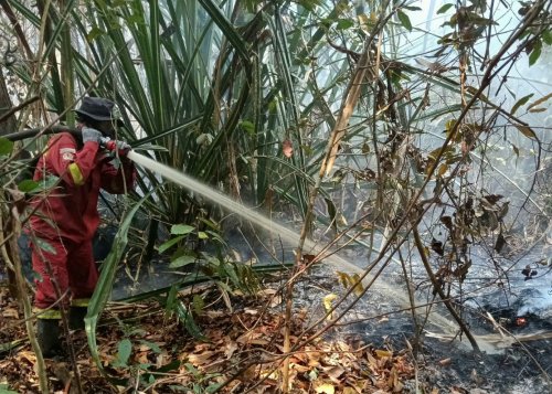 Karhutla meluas di Riau, Bengkalis hingga Inhu masih dalam penanganan (foto/int)