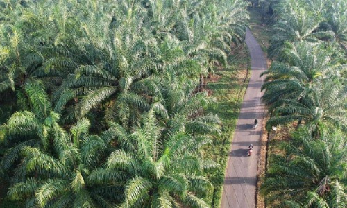 Perkebunan sawit Indonesia.(foto: herlina/halloriau.com)