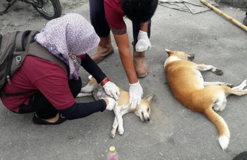 Pemprov Riau perkuat perang melawan rabies.(ilustrasi/int)