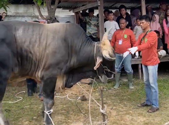 Sapi kurban bantuan Presiden disembelih di Jalan Cenderawasih, Kelurahan Tangkerang Tengah, Marpoyan Damai (foto/Yuni)