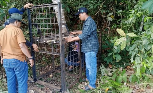 BBKSDA Riau pasang perangkap untuk beruang madu.(foto: mcr)