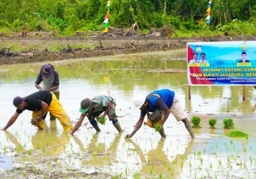 Para petani saat melakukan penanaman padi bertempat di Kampung Swentab, Distrik Kemtuk Gresi, Kabupaten Jayapura, pada beberapa waktu lalu 