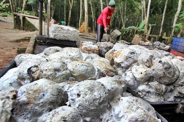 Ilustrasi harga Bokar di Riau alami kenaikan, kelapa stabil (foto/int) 
