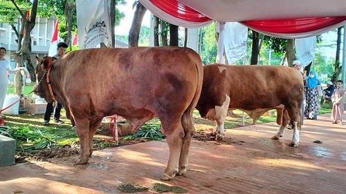 Sapi kurban bantuan Presiden.(ilustrasi/int)