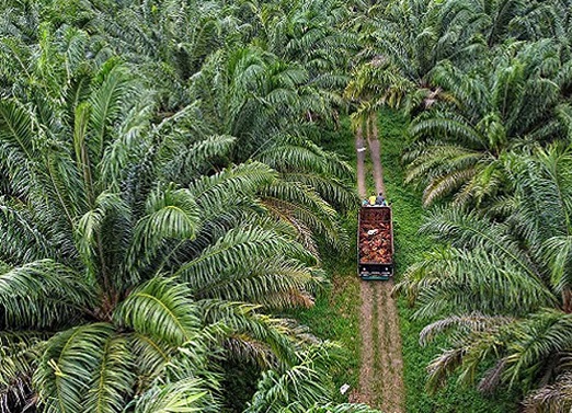 ilustrasi kebun sawit/int