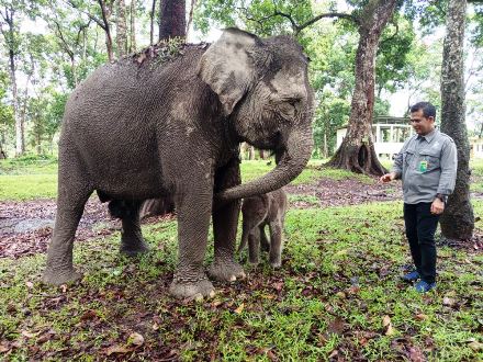 Bayi gajah lahir di TWA Buluh Cina.(foto: mcr)