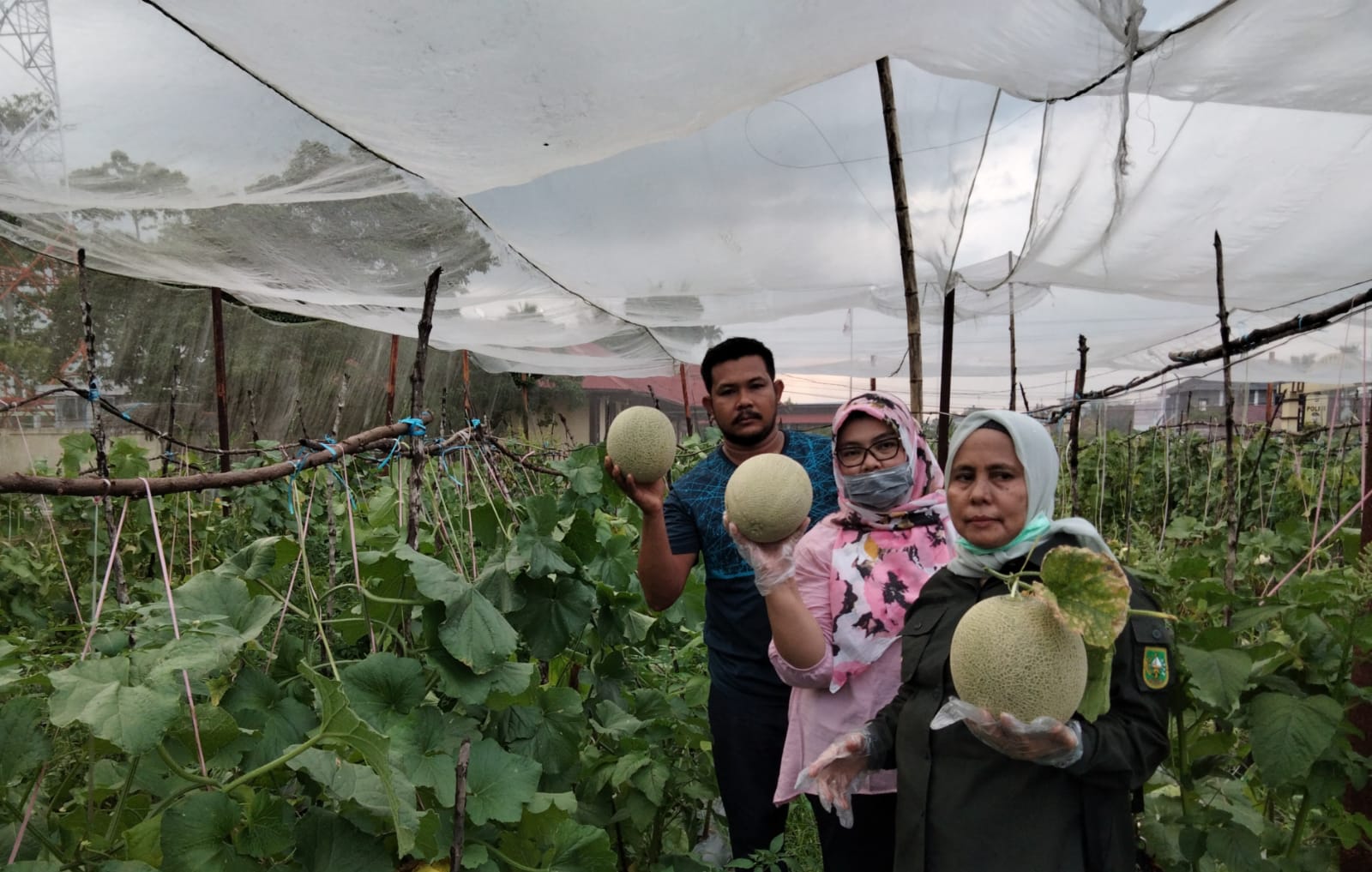 Petani Melon, Bagas Setiawan saat mendampingi pihak DPTPH Provinsi Riau yang berkunjung ke kebunnya.