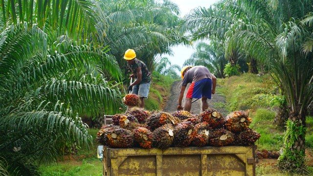 Ilustrasi perkebunan sawit. Foto Int